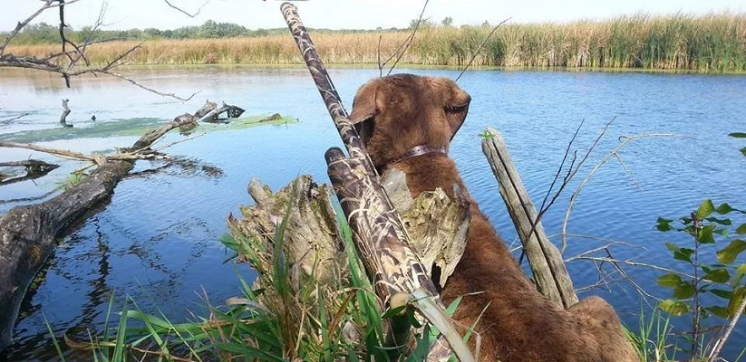 Hunting Dog Cropped